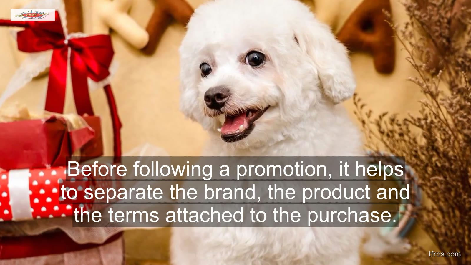 A Buyer’s Guide to Checking Pop Your Pup Carefully
